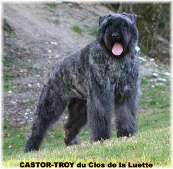 bouvier des flandres du clos de la luette - copyright d&eacute;pos&eacute;
